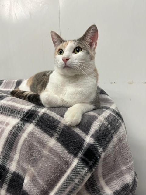 FALINE, a Adoptable Dilute Calico in Lake Ozark, MO image 4/7