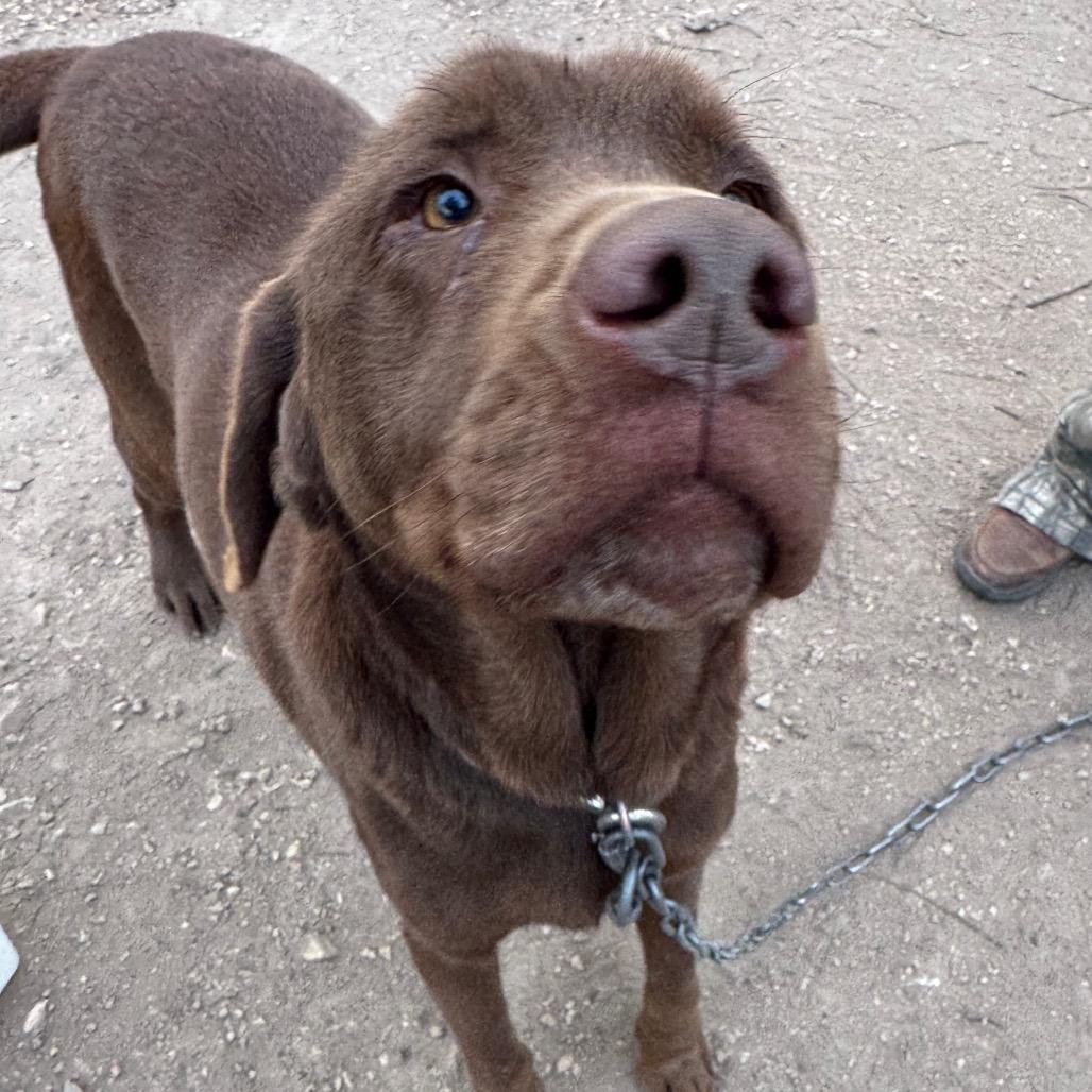 Enlarge Hershey, a Adoptable Chocolate Labrador Retriever in Pineville, MO image 1/3