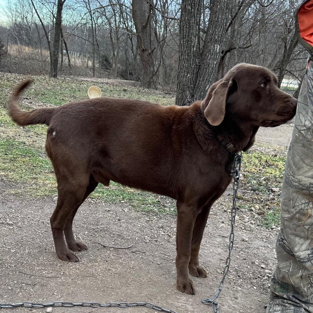 Enlarge Hershey, a Adoptable Chocolate Labrador Retriever in Pineville, MO image 2/3