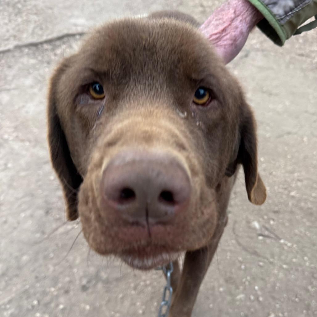 Enlarge Hershey, a Adoptable Chocolate Labrador Retriever in Pineville, MO image 3/3