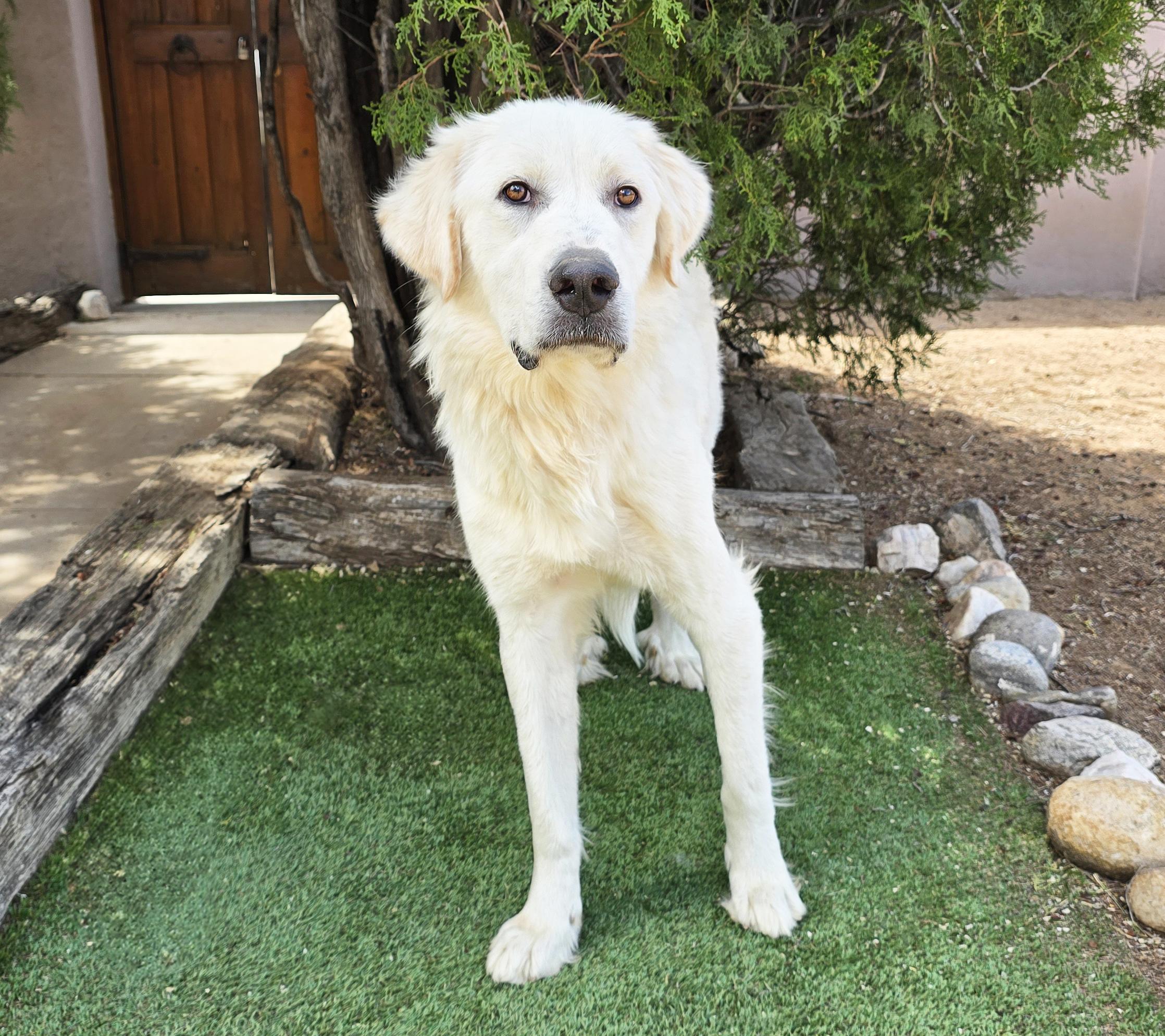 Amazing Mr Aslan Gentleman House Pyr, a Adoptable Great Pyrenees in Albuquerque, NM image 2/2