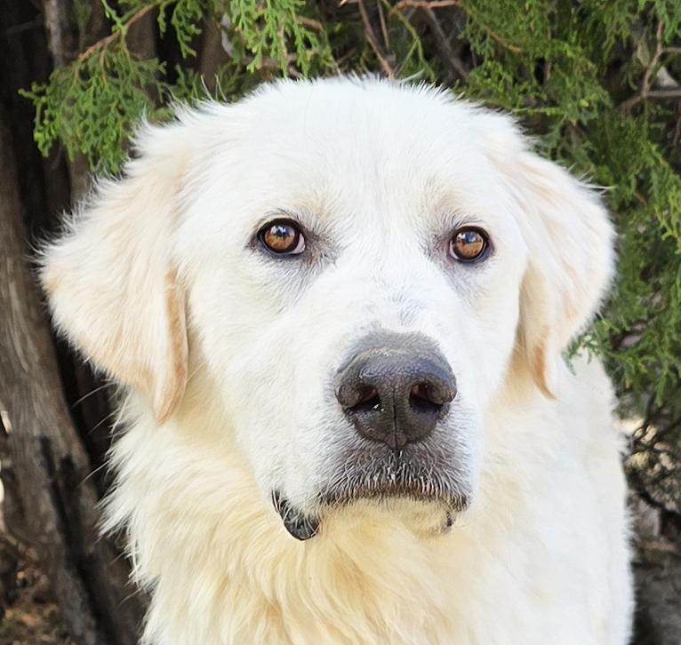 Amazing Mr Aslan Gentleman House Pyr, a Adoptable Great Pyrenees in Albuquerque, NM image 1/2