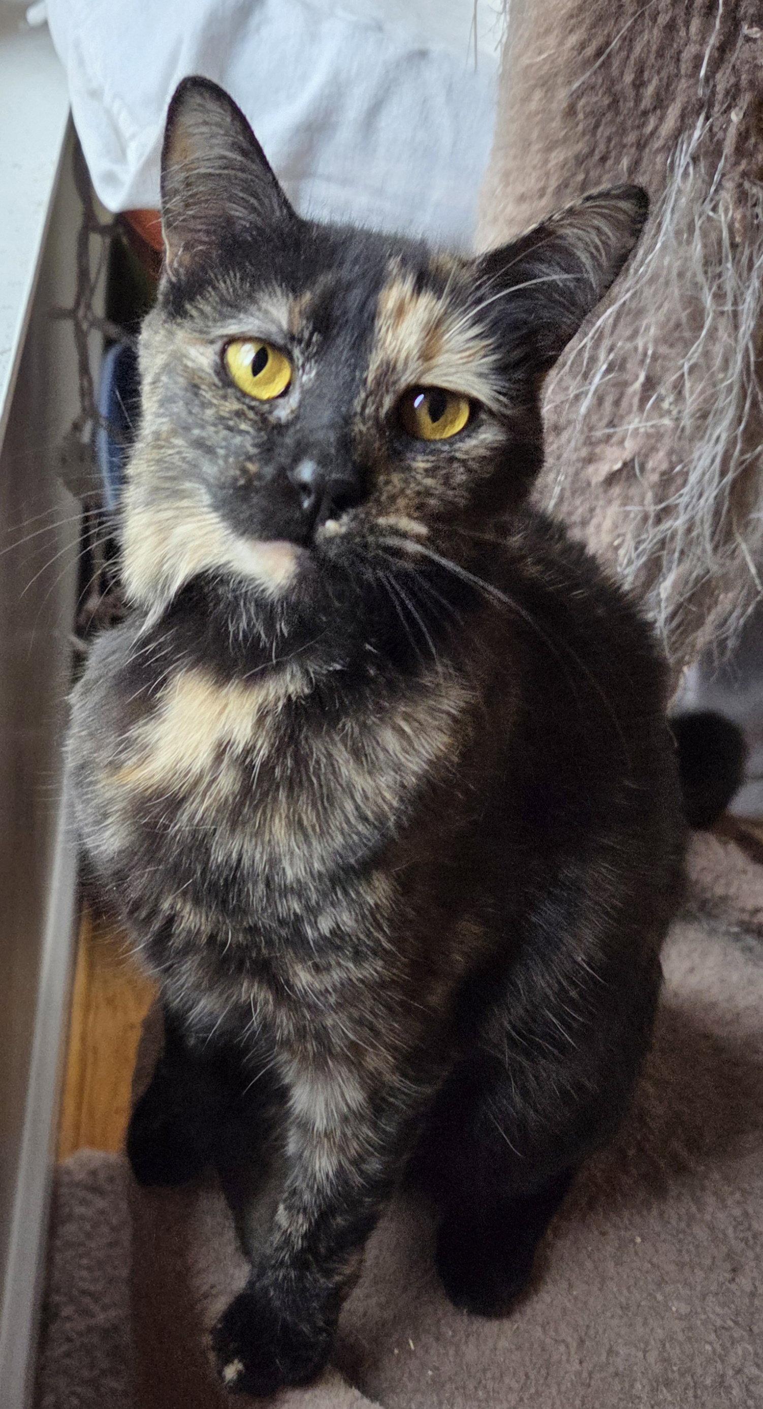 Enlarge Frenchie, a Adopted Domestic Short Hair in Pittsboro, NC image 1/3