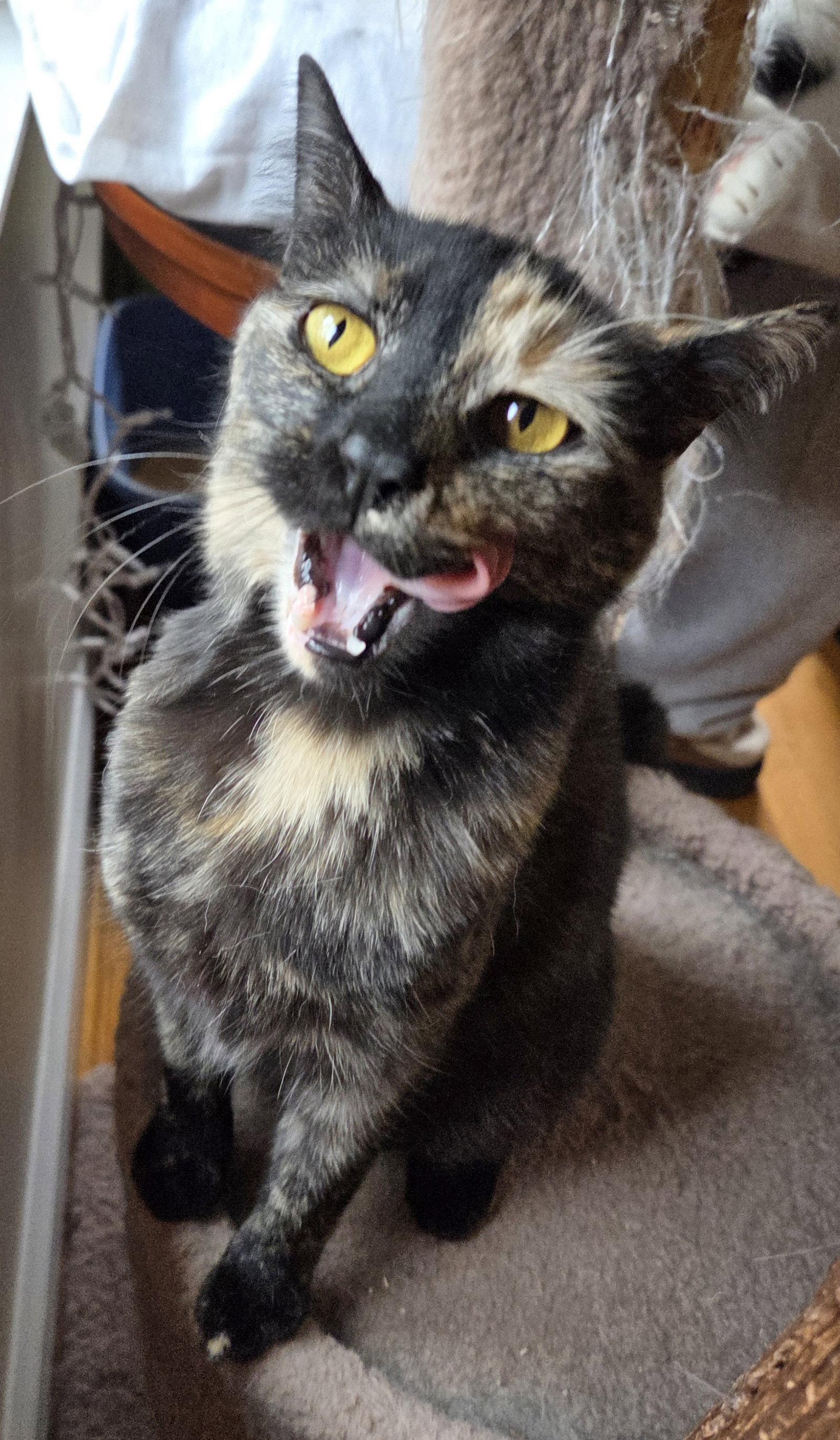 Enlarge Frenchie, a Adopted Domestic Short Hair in Pittsboro, NC image 3/3