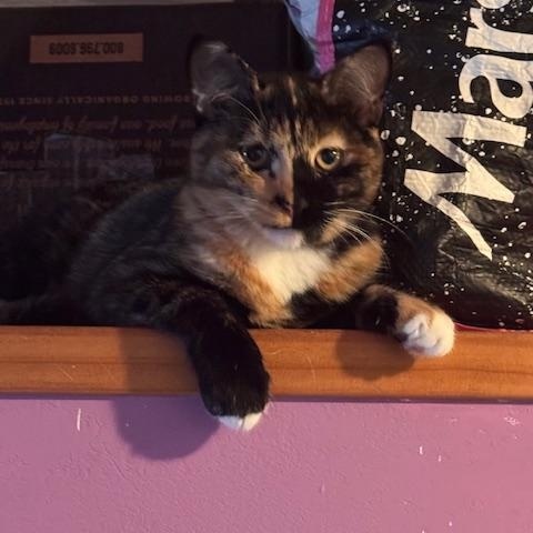 Misu (6 months), a Adoptable Domestic Short Hair in Los Angeles, CA image 2/2