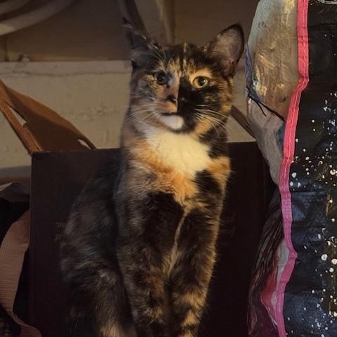 Misu (6 months), Adoptable, Young Female Domestic Short Hair.