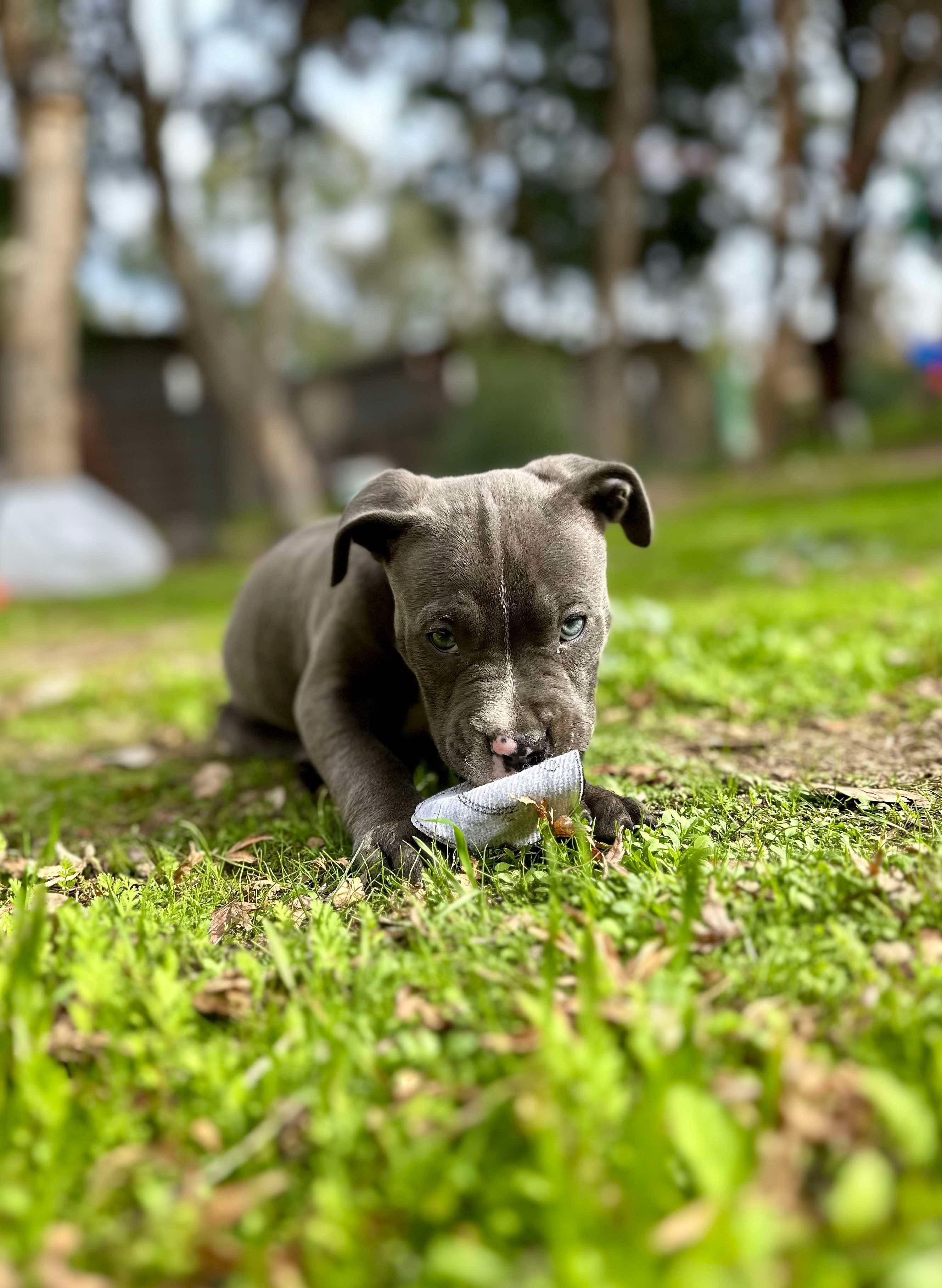 Rafael, a Adopted mixed breed in Atascadero, CA image 1/2