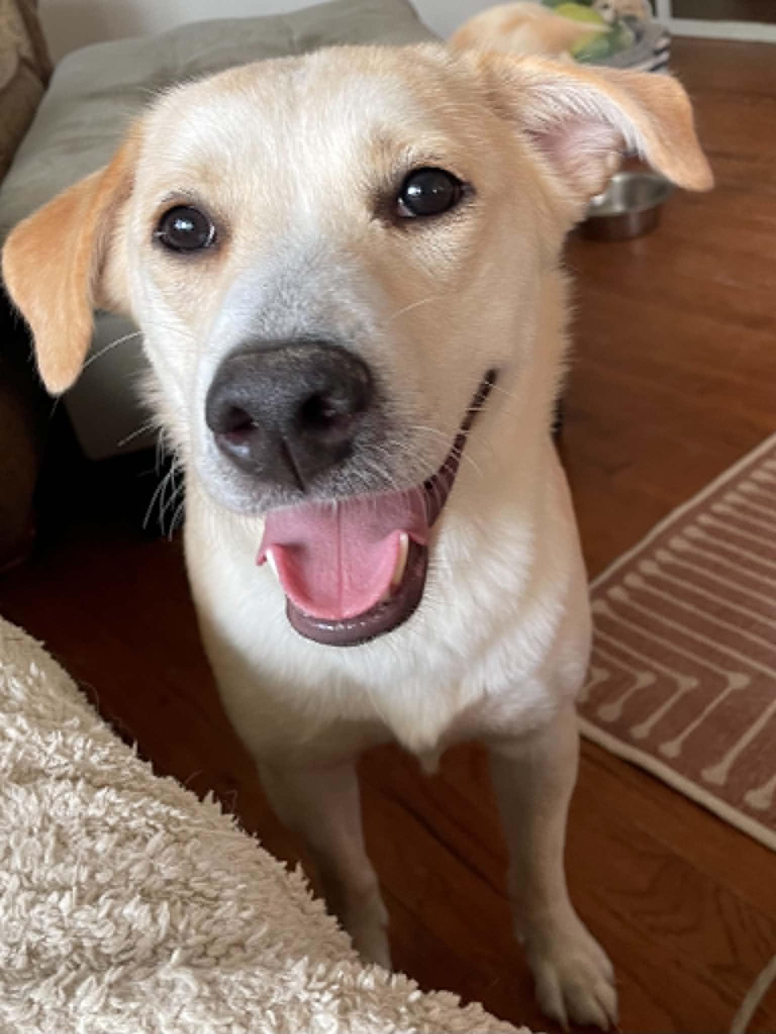 Dottie, adopted, Adult Female Yellow Labrador Retriever.