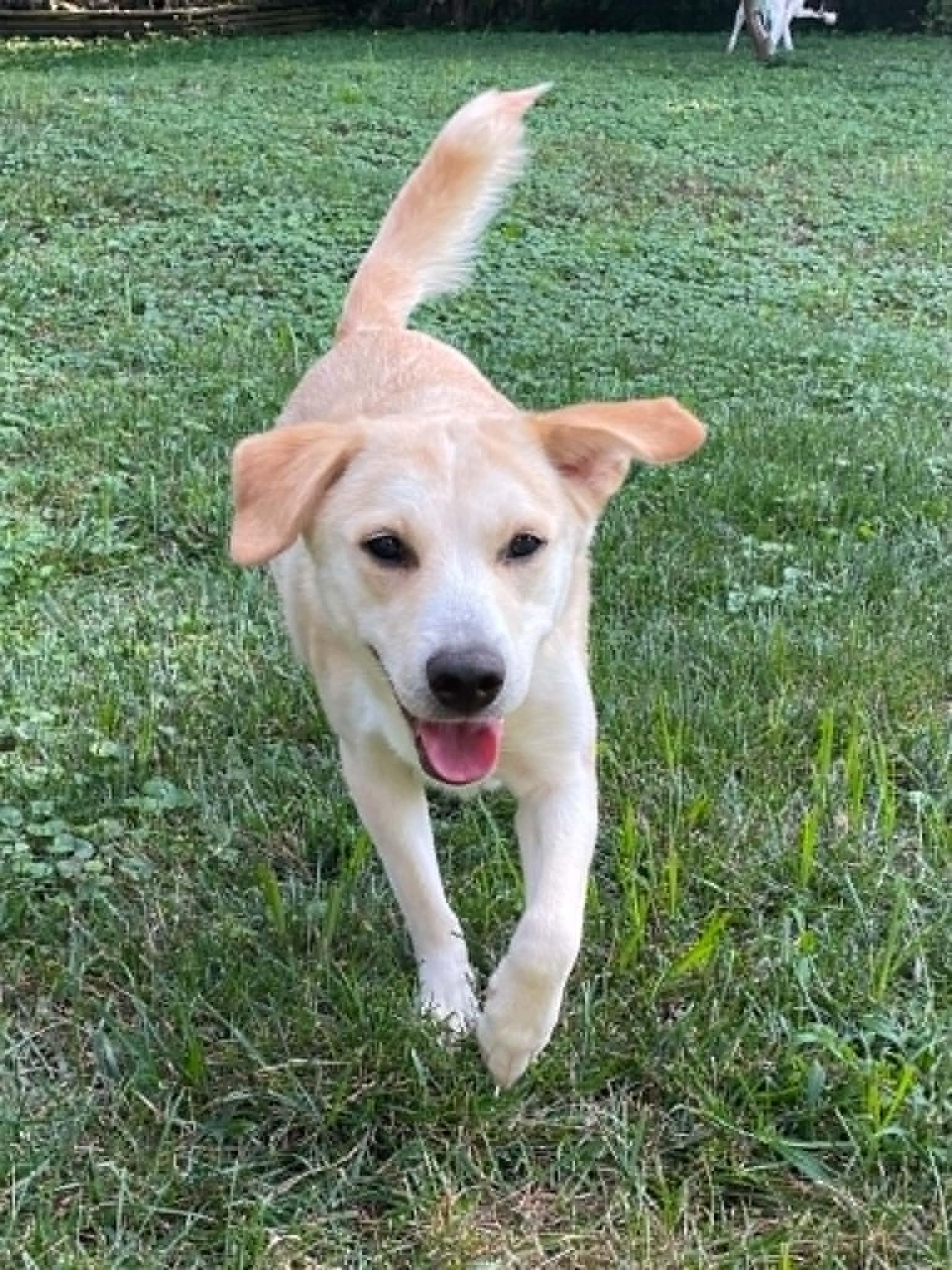 Dottie, an adopted mixed breed in Overland Park, KS image 2/6