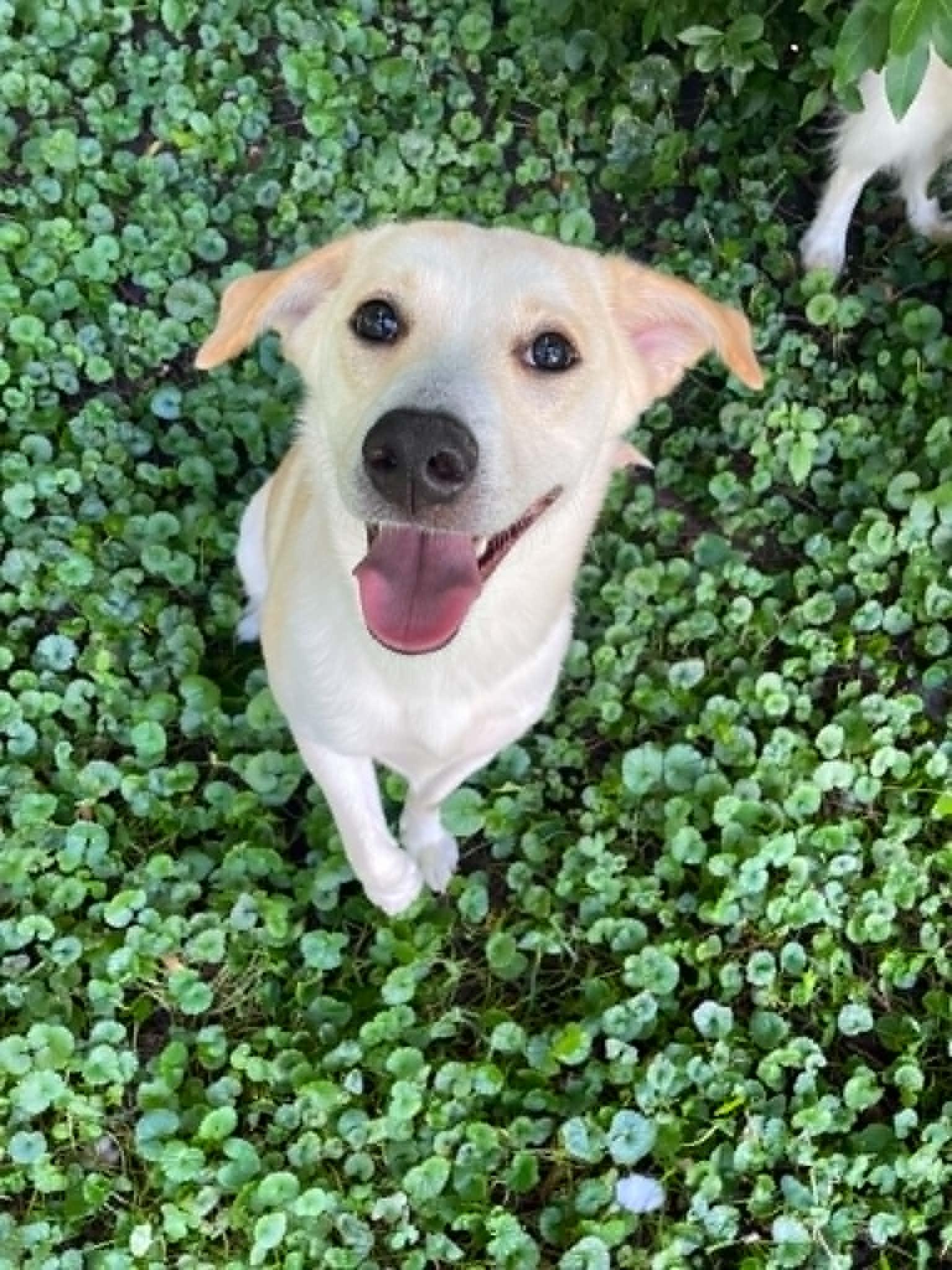Dottie, an adopted mixed breed in Overland Park, KS image 5/6