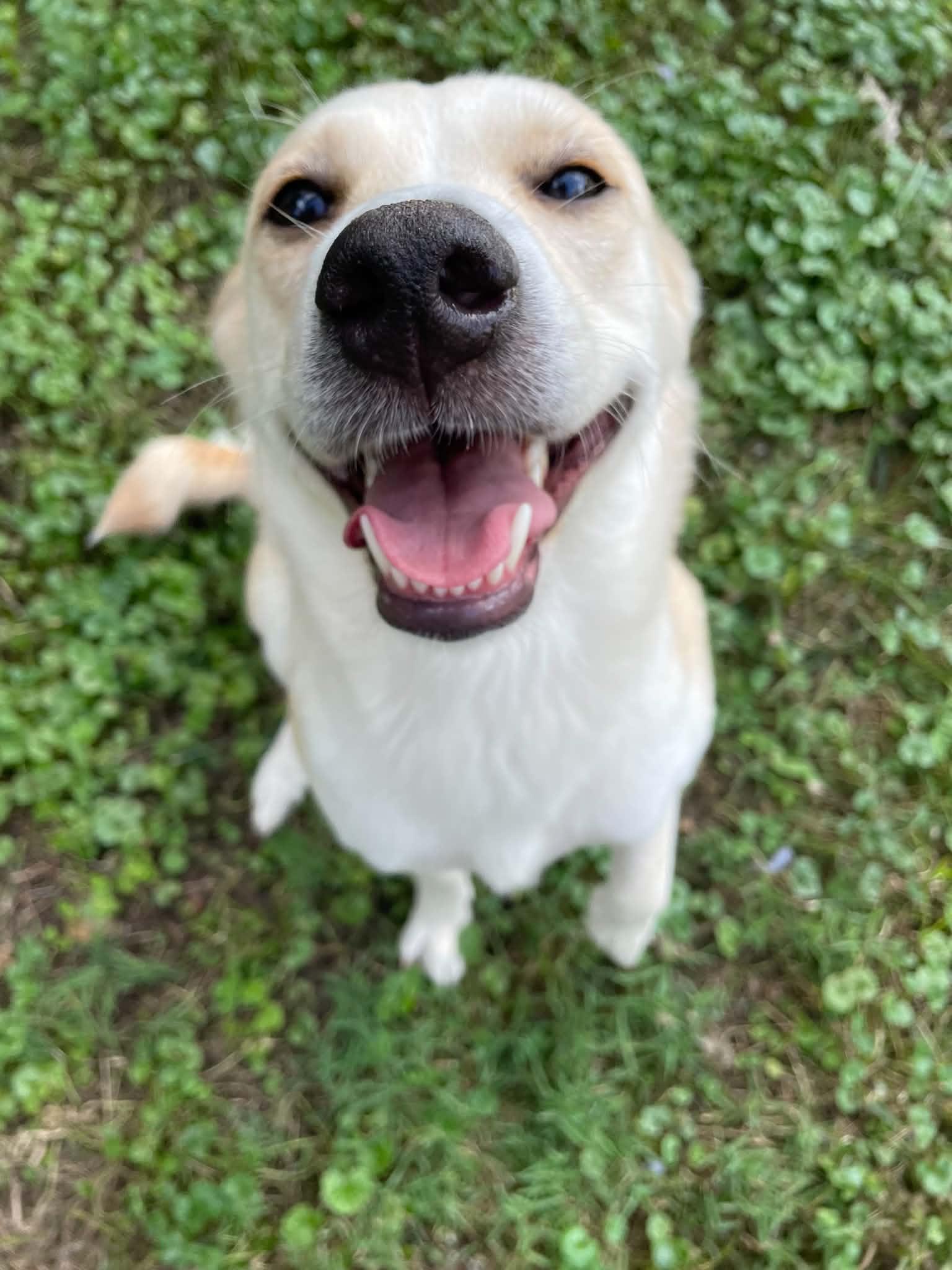Dottie, an adopted mixed breed in Overland Park, KS image 6/6