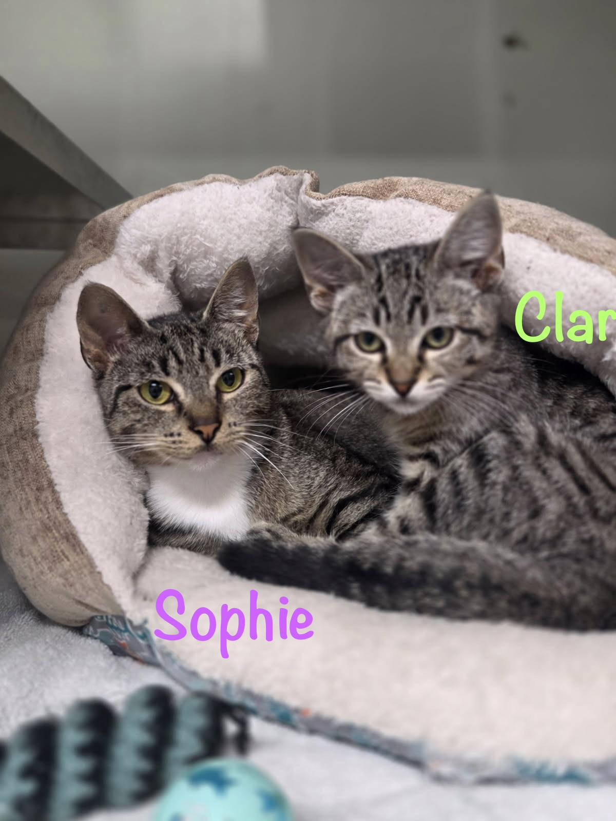 Sophie, Adoptable, Adult Female Tabby.