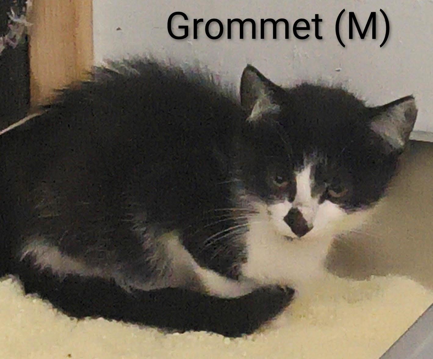 Enlarge Grommet, a Adoptable Domestic Short Hair in Saugerties, NY image 1/2