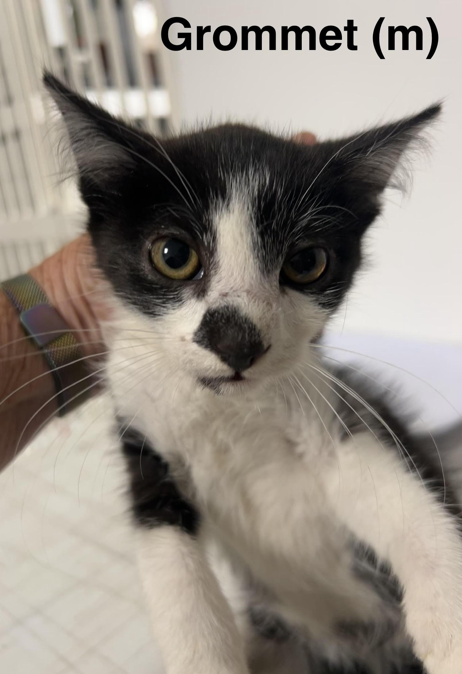Enlarge Grommet, a Adoptable Domestic Short Hair in Saugerties, NY image 2/2