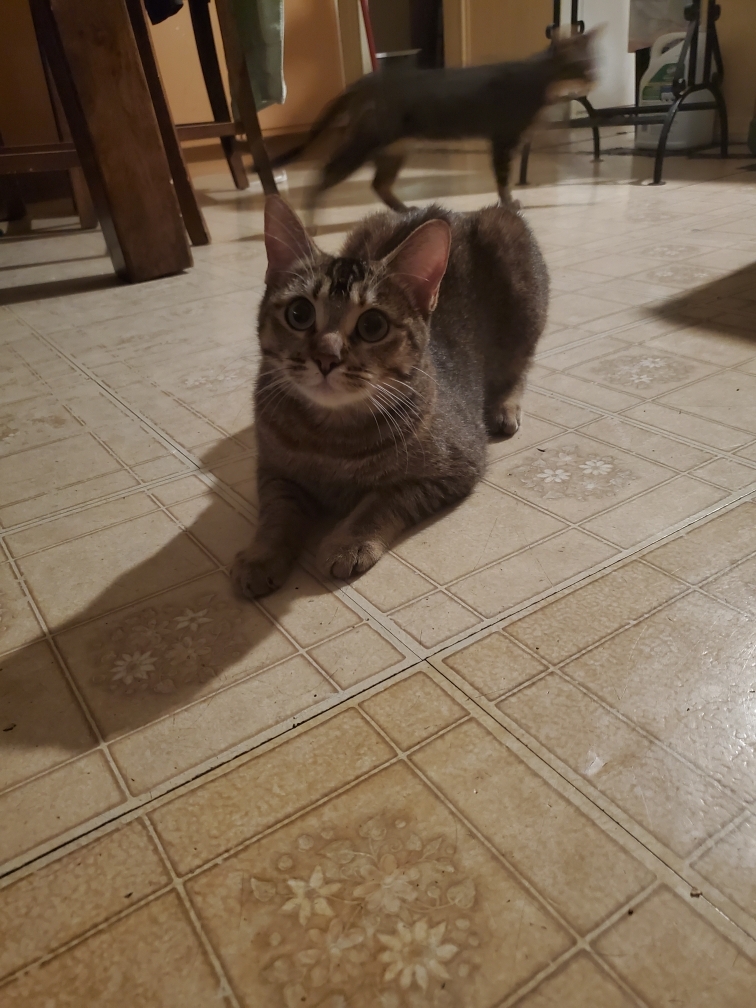 Beano, a Adoptable Tabby in Tustin, CA image 1/2