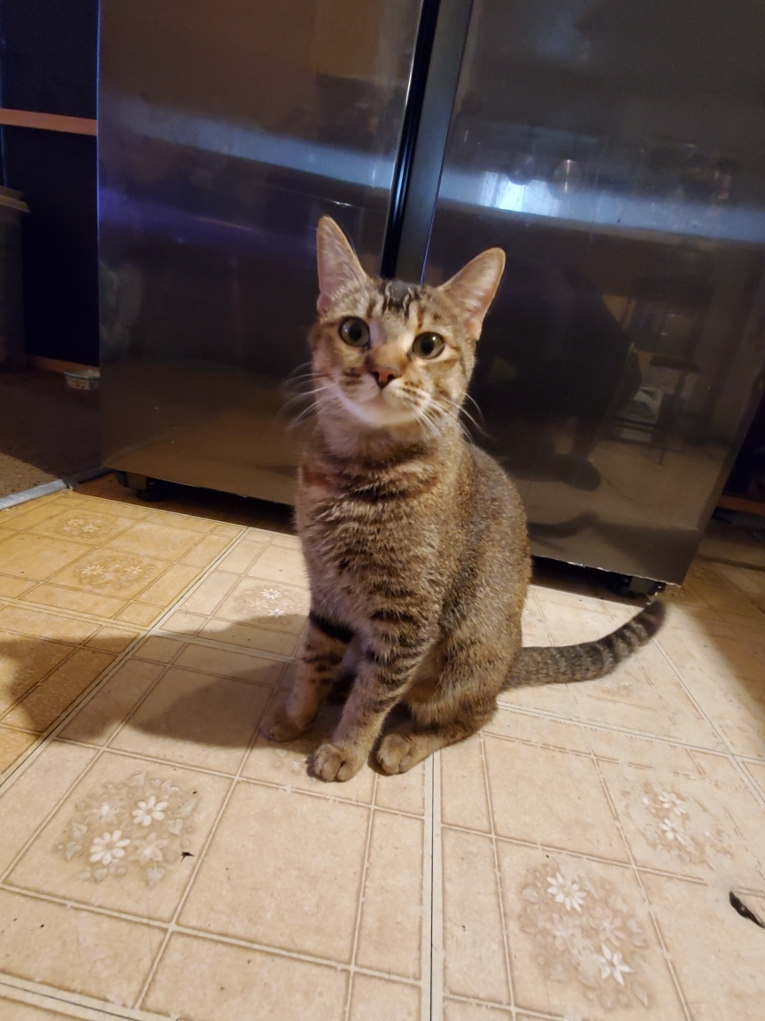 Beano, a Adoptable Tabby in Tustin, CA image 2/2