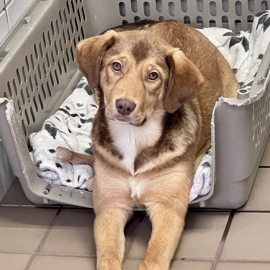 Enzo — thumbnail 2