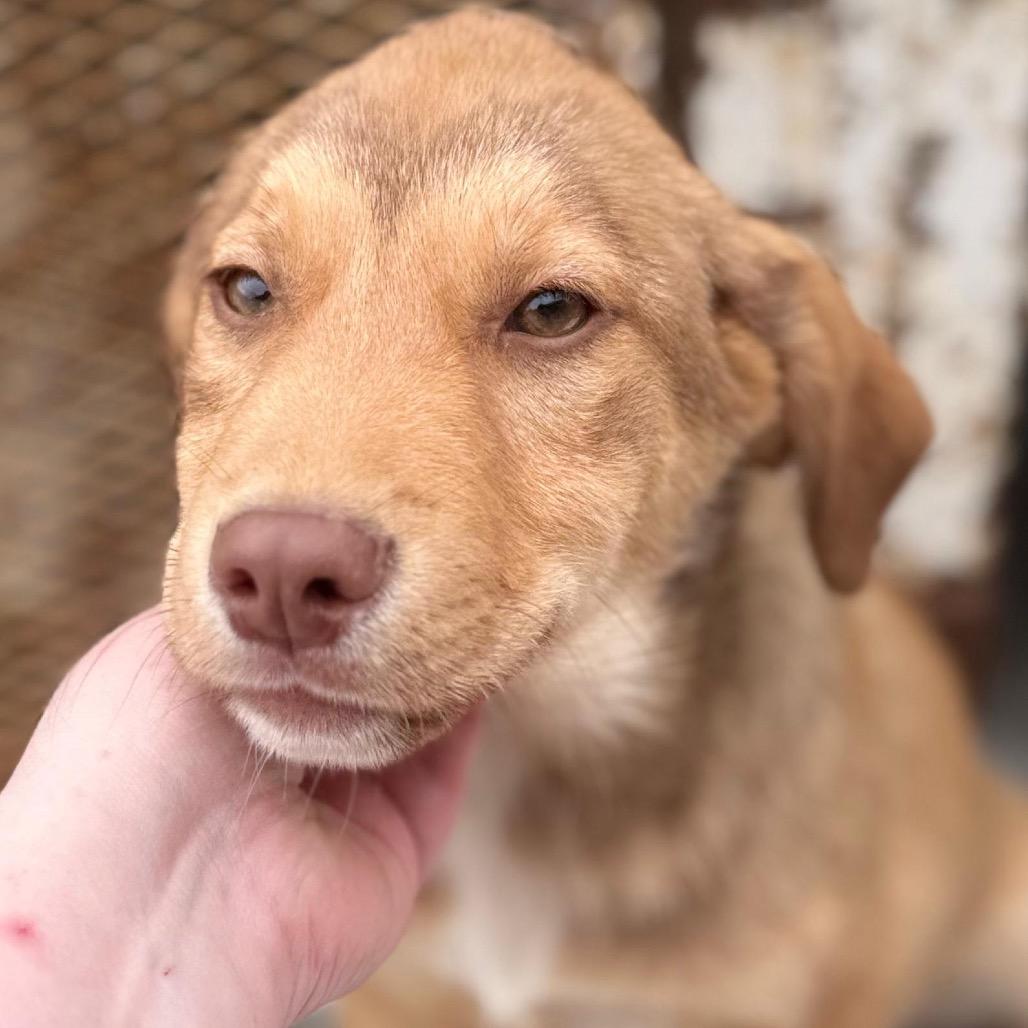 Enzo — thumbnail 3