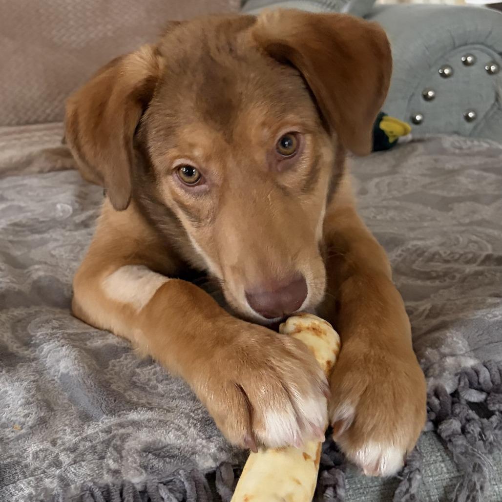 Enzo — thumbnail 4