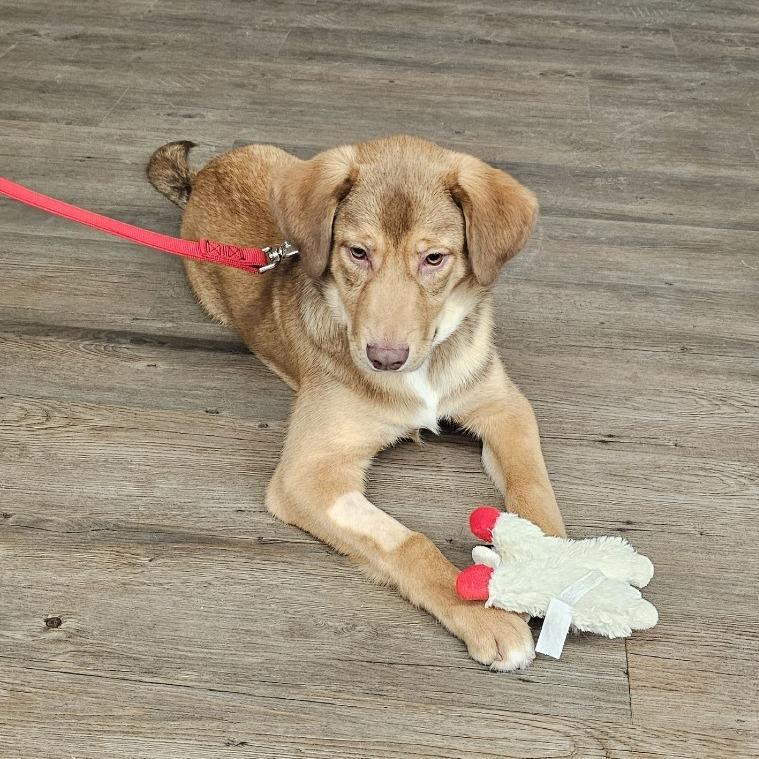 Enzo — thumbnail 5