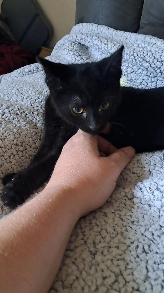 Phlox (26-071 C), Adoptable, Kitten Male Domestic Short Hair.
