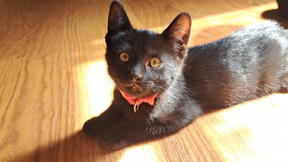 Phlox (26-071 C), a Adoptable Domestic Short Hair in Lansing, MI image 2/6