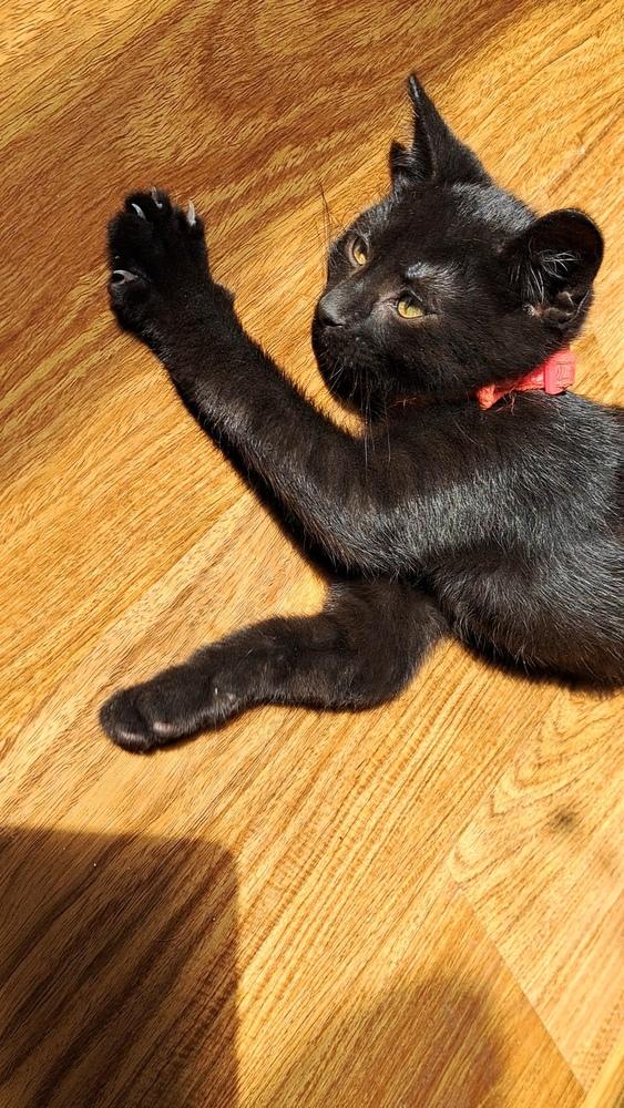 Phlox (26-071 C), a Adoptable Domestic Short Hair in Lansing, MI image 4/6