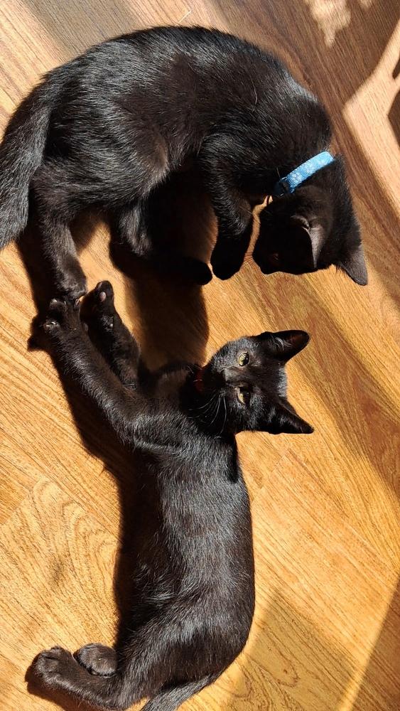 Phlox (26-071 C), a Adoptable Domestic Short Hair in Lansing, MI image 5/6