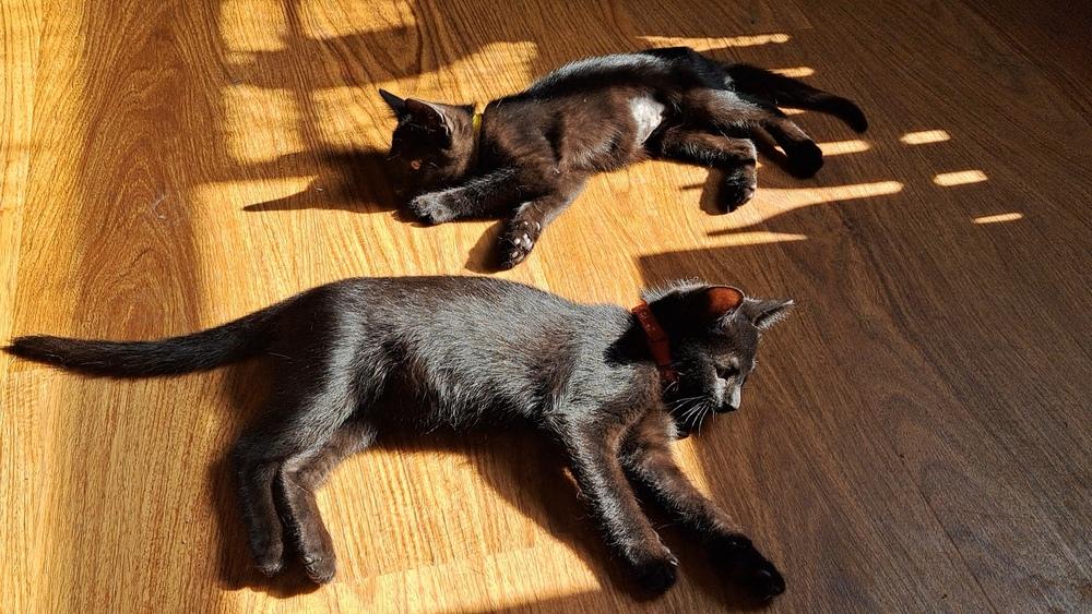 Phlox (26-071 C), a Adoptable Domestic Short Hair in Lansing, MI image 6/6