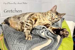 F02-26 Gretchen, ADOPTABLE, Young Female American Shorthair.
