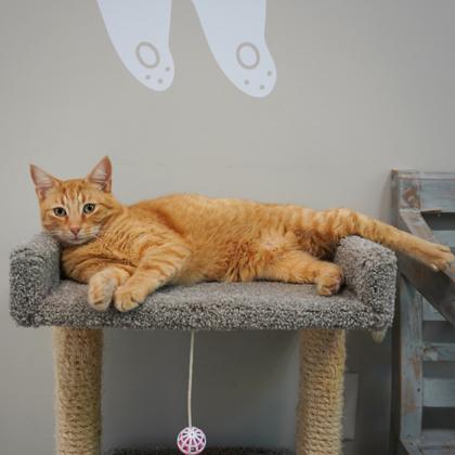 Buddy, Adoptable, Adult Male Domestic Short Hair.