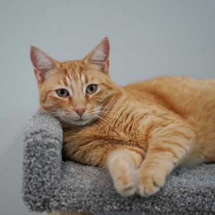 Enlarge Buddy, a Adoptable mixed breed in Atlanta, GA image 2/2