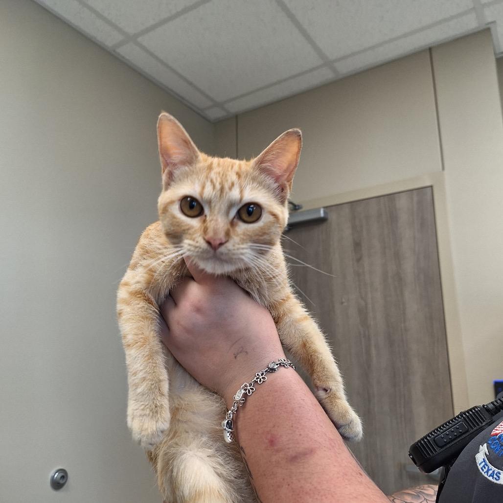 Jillly, Adoptable, Young Female Domestic Short Hair.