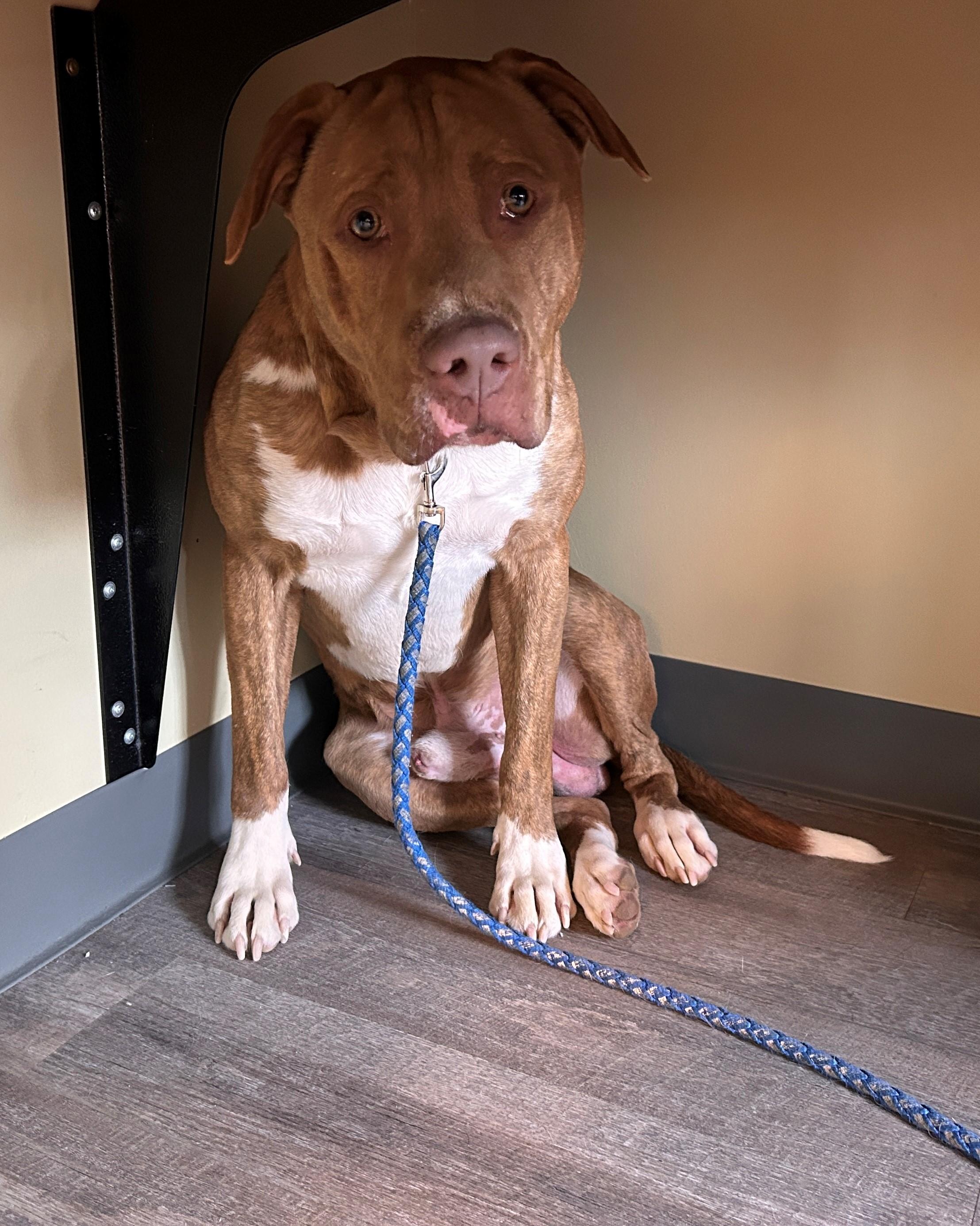 25-0222 "Bashful", Adult Female Pit Bull Terrier