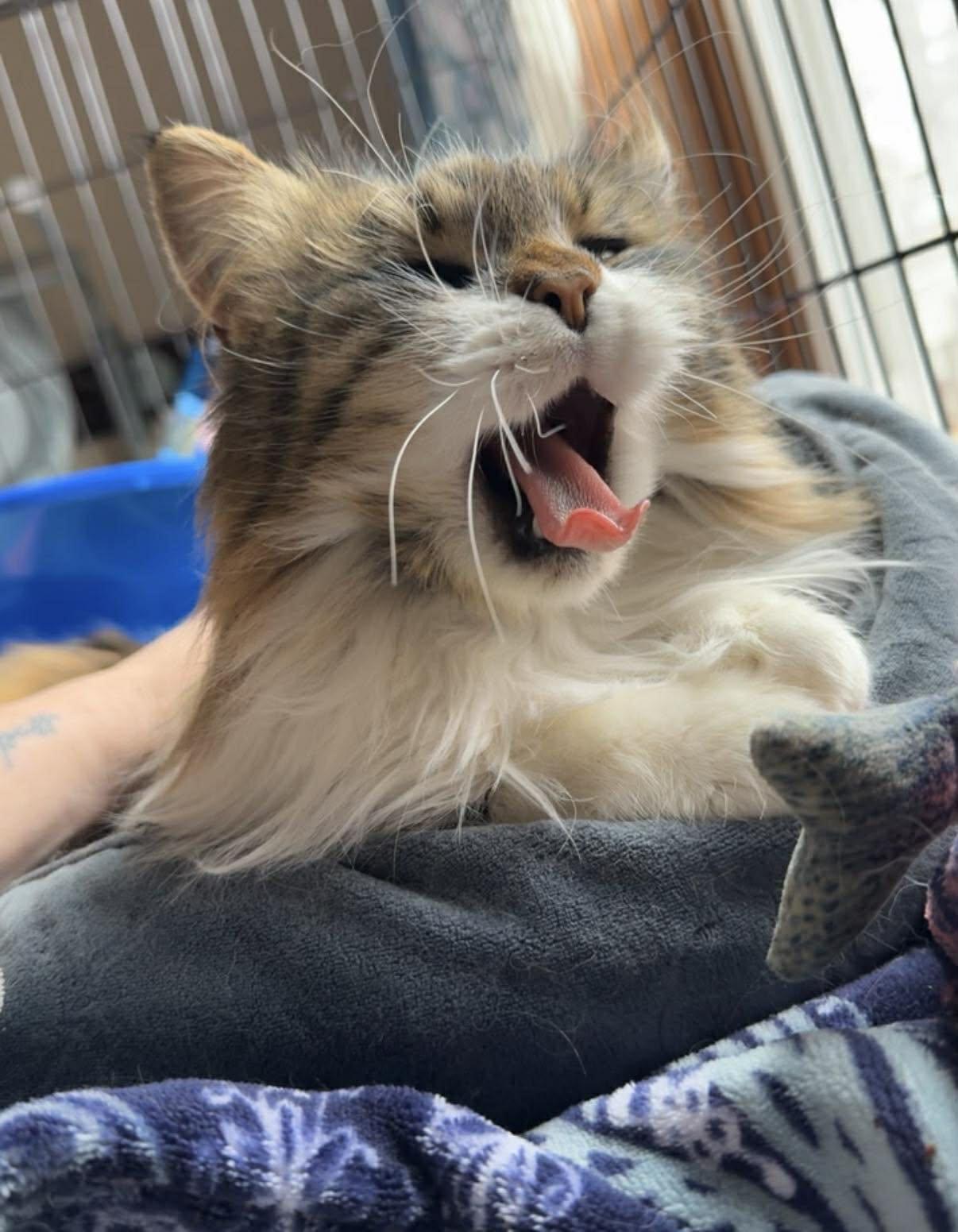 Enlarge Molly, a Adoptable Domestic Long Hair in Maggie Valley, NC image 1/3