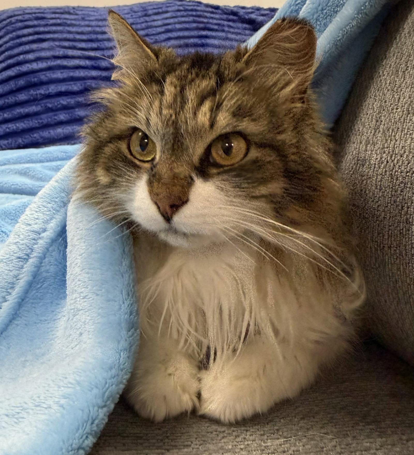 Enlarge Molly, a Adoptable Domestic Long Hair in Maggie Valley, NC image 3/3