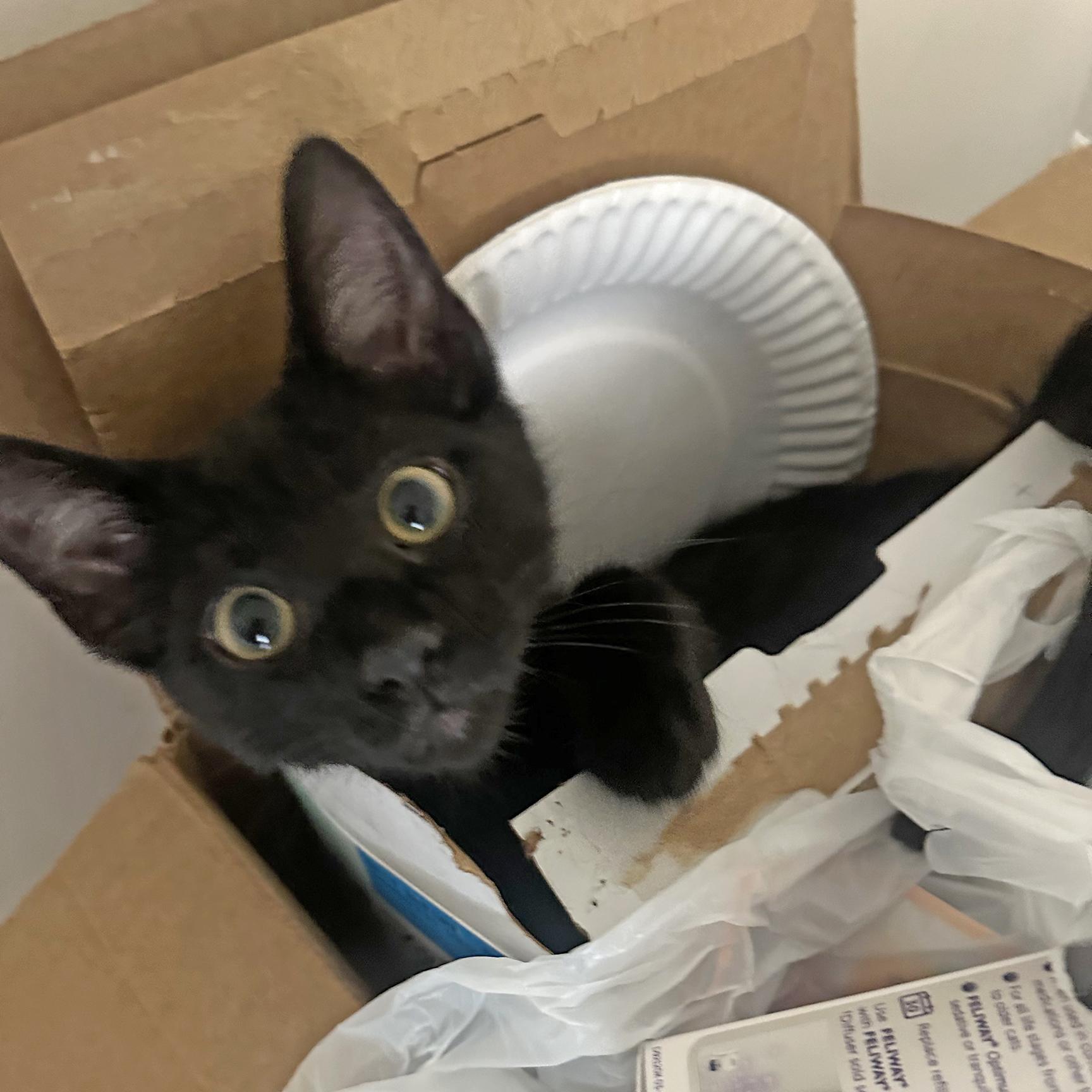 Zeus, Baby Male Domestic Short Hair