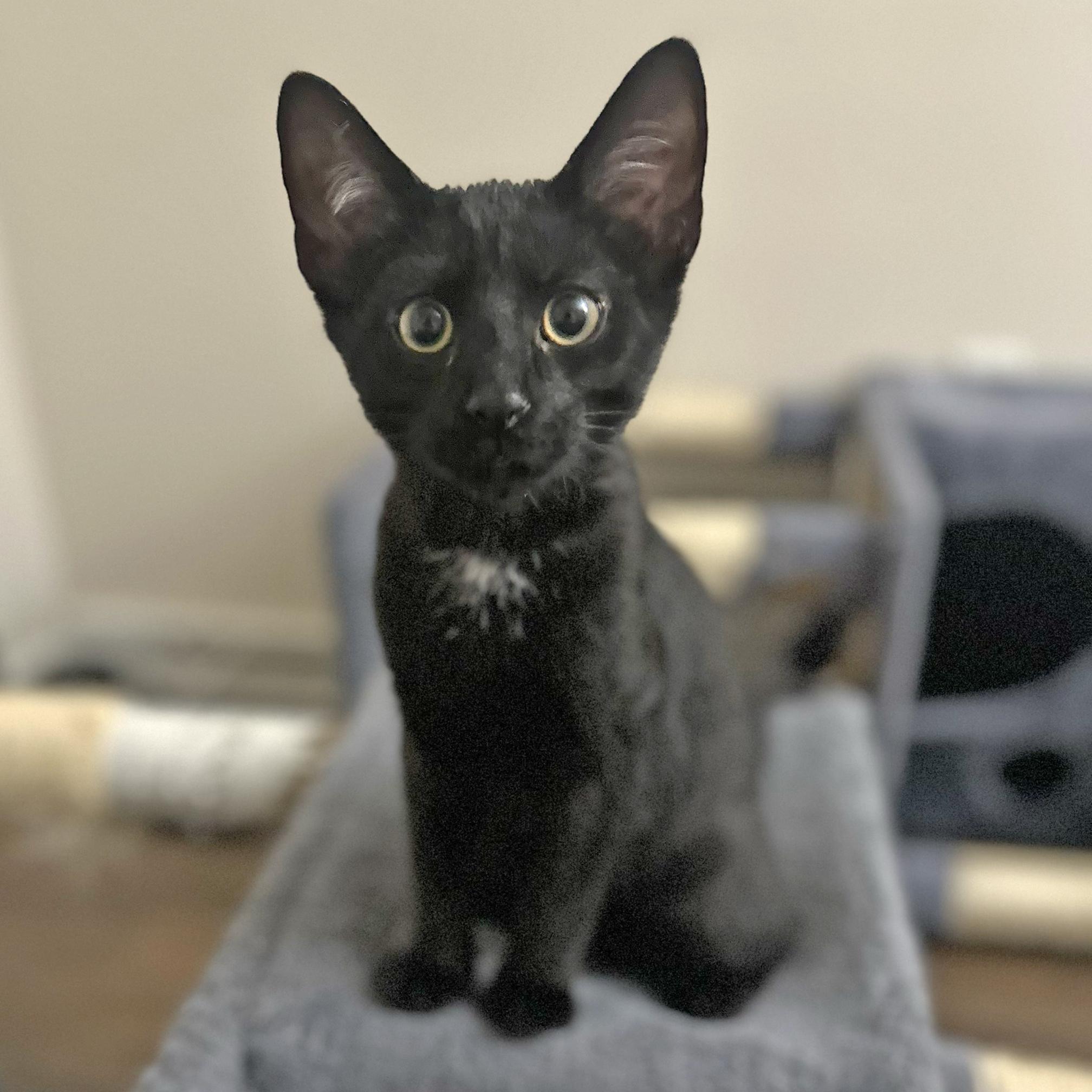 Zeus photo 2