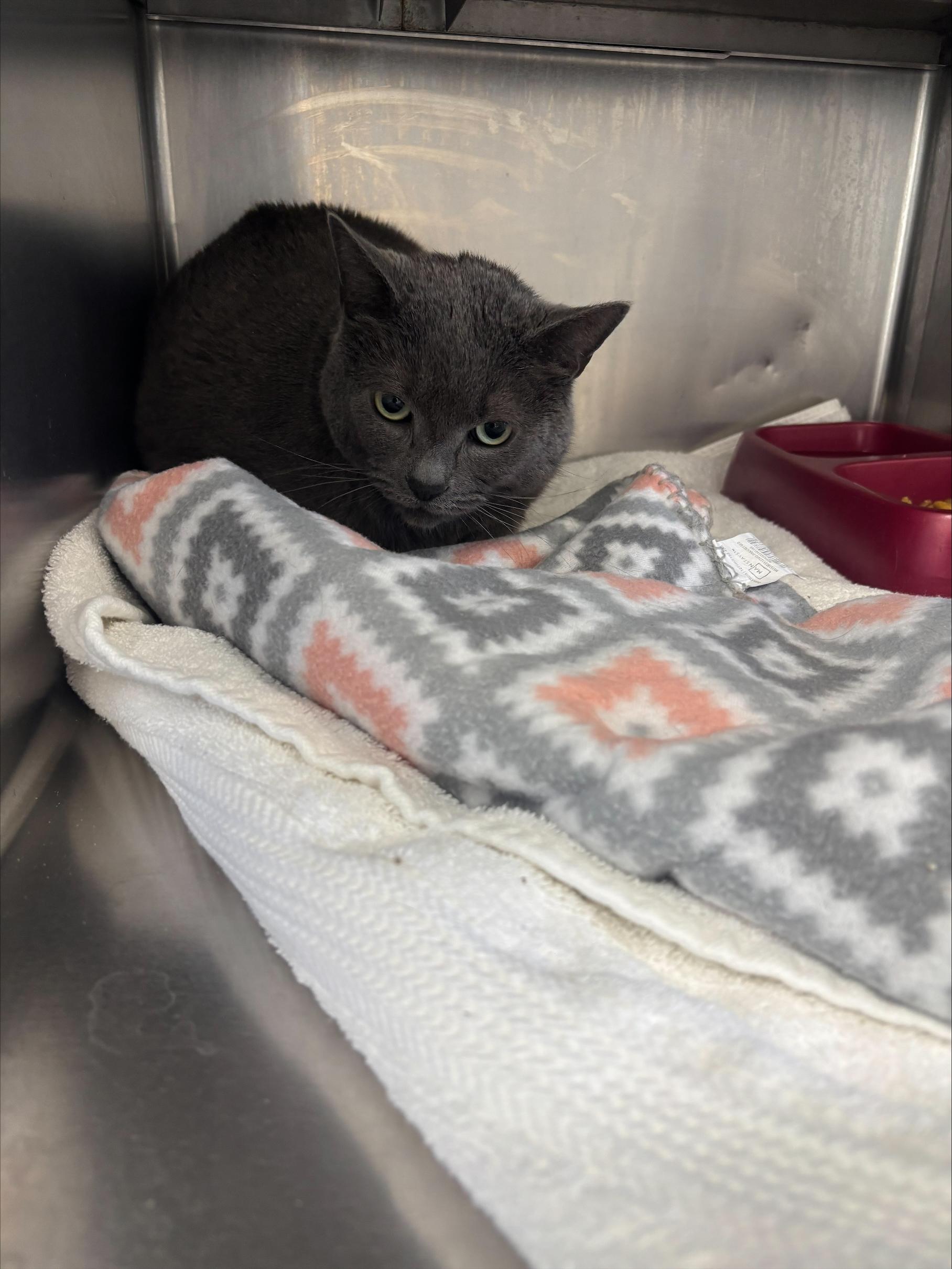 Mishu, adopted, Young Male American Shorthair.