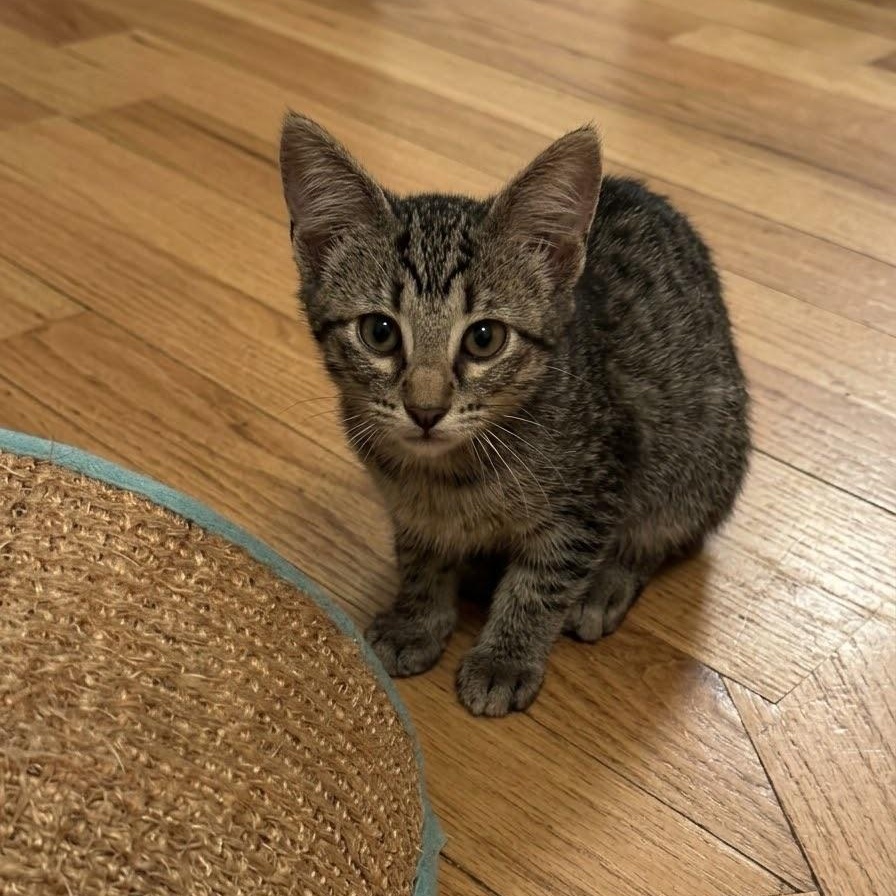 Biscuit photo