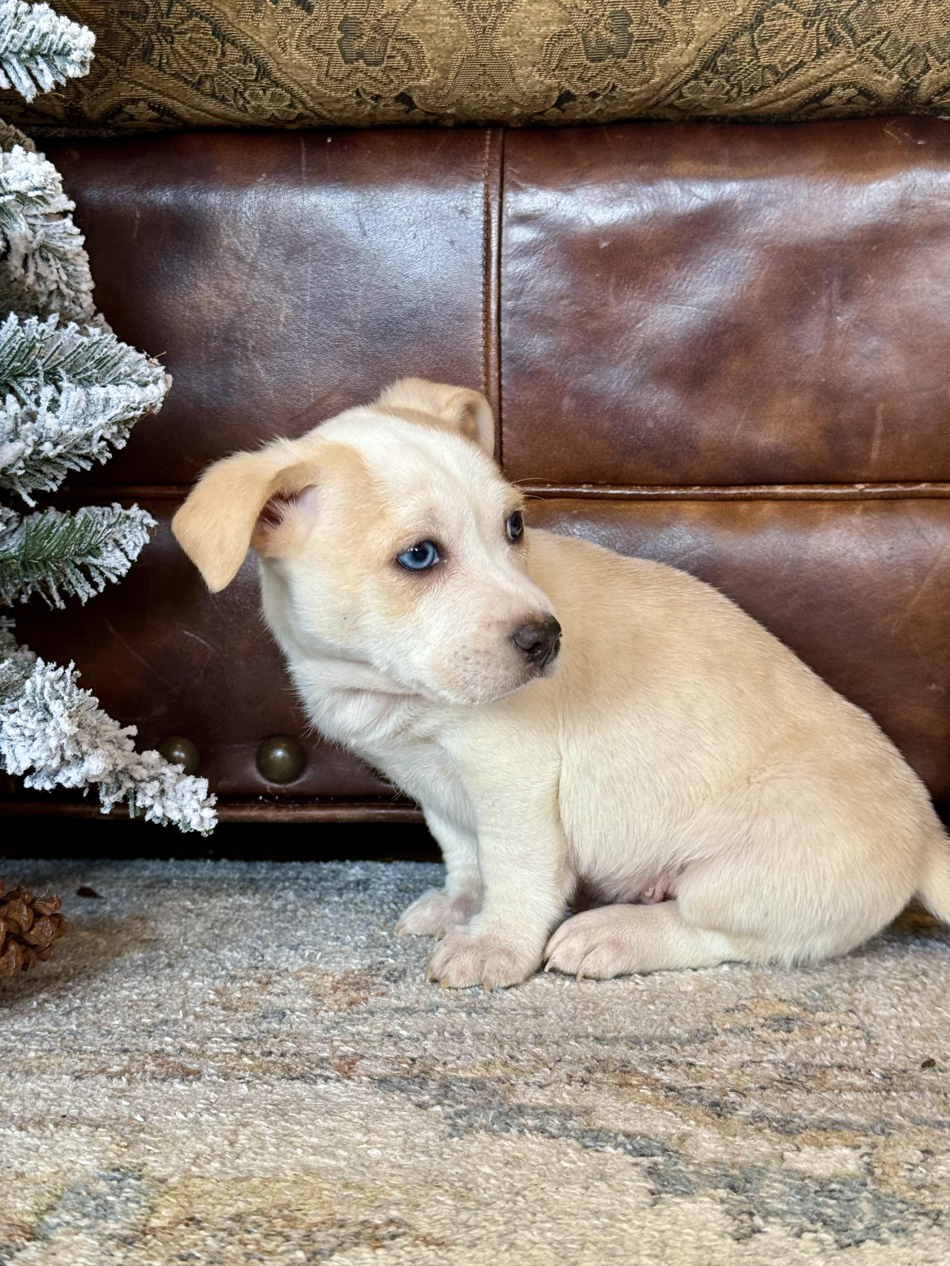 Theodore, a ADOPTABLE mixed breed in Hales corners, WI image 1/3