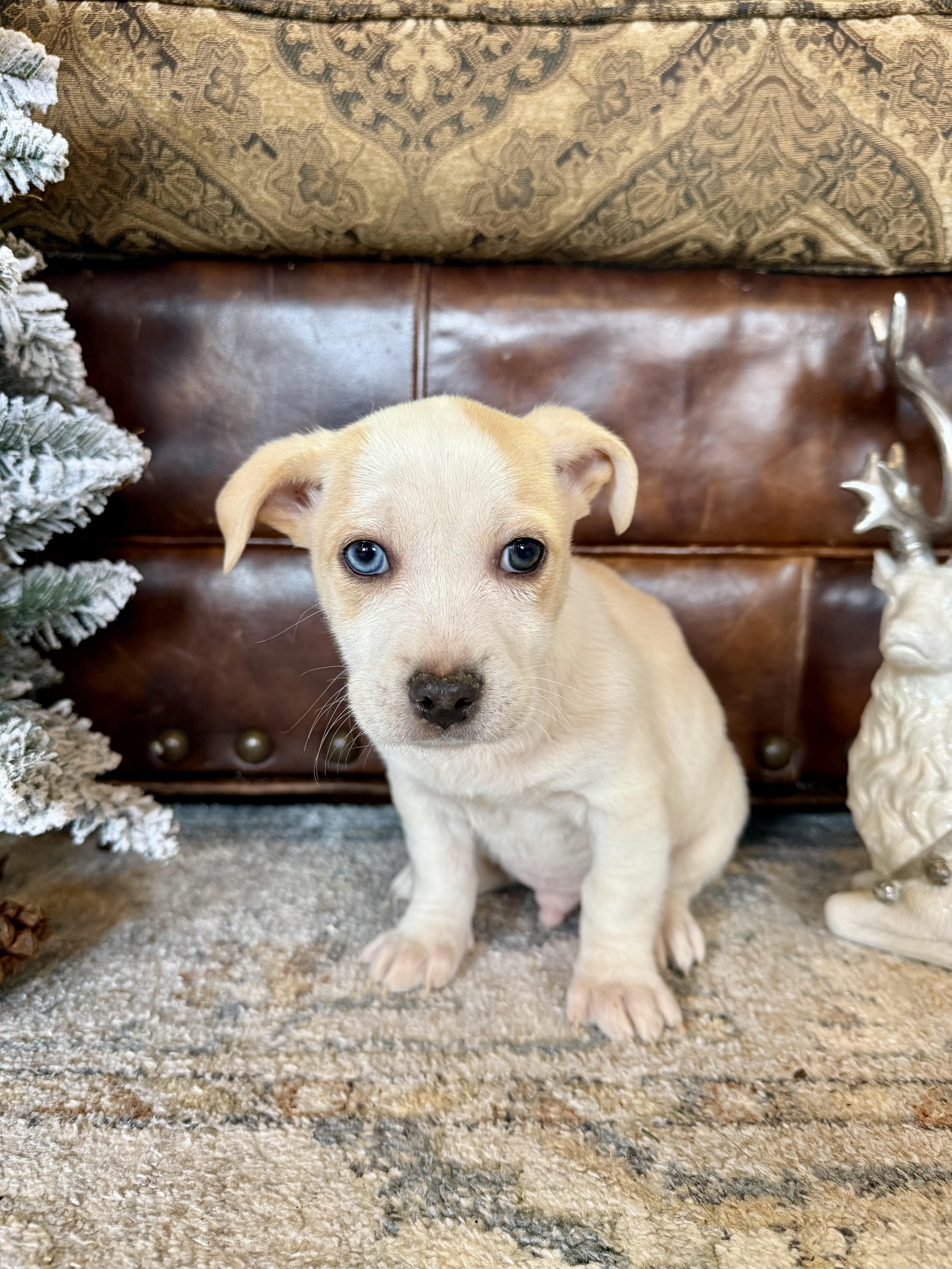 Theodore, a ADOPTABLE mixed breed in Hales corners, WI image 2/3