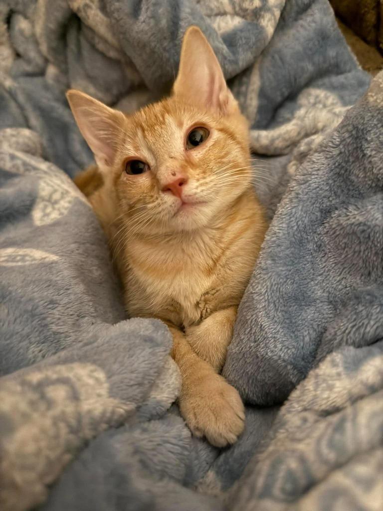Maltaise, Adoptable, Kitten Female Domestic Short Hair.