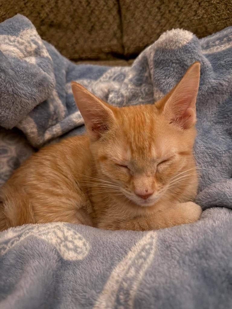 Enlarge Maltaise, a Adoptable mixed breed in Sebastian, FL image 3/3