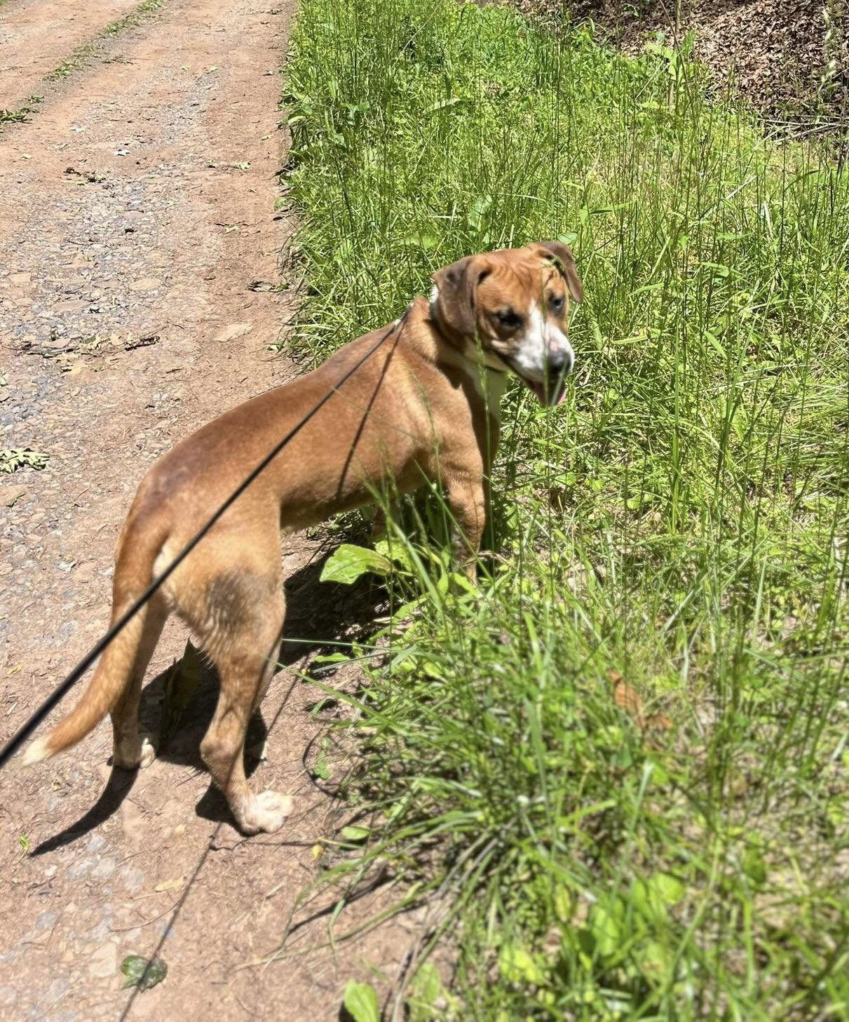 Enlarge Rubble (2yo, 46lbs), a Adoptable Hound in Hinton, WV image 1/3