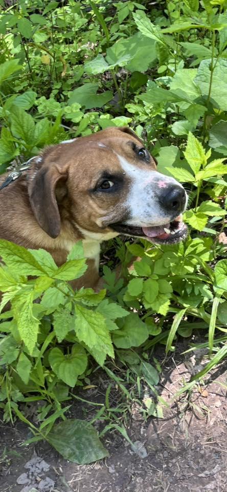 Enlarge Rubble (2yo, 46lbs), a Adoptable Hound in Hinton, WV image 2/3