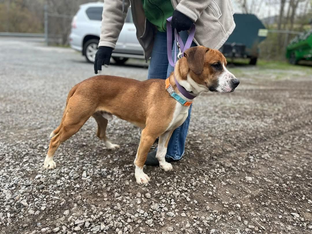 Enlarge Rubble (2yo, 46lbs), a Adoptable Hound in Hinton, WV image 3/3