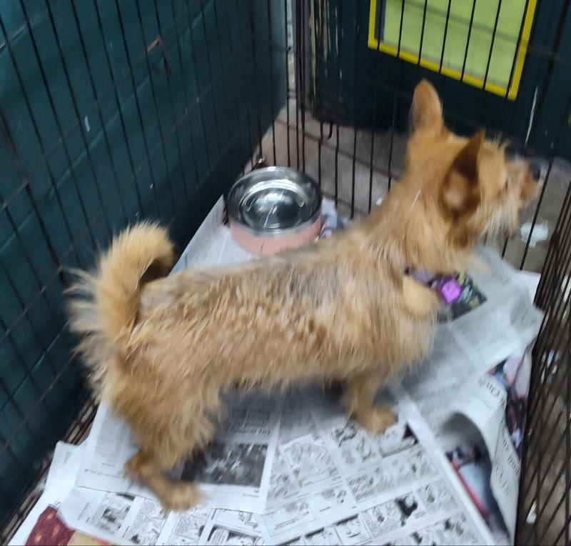 Pookie, Adoptable, Young Male Terrier.