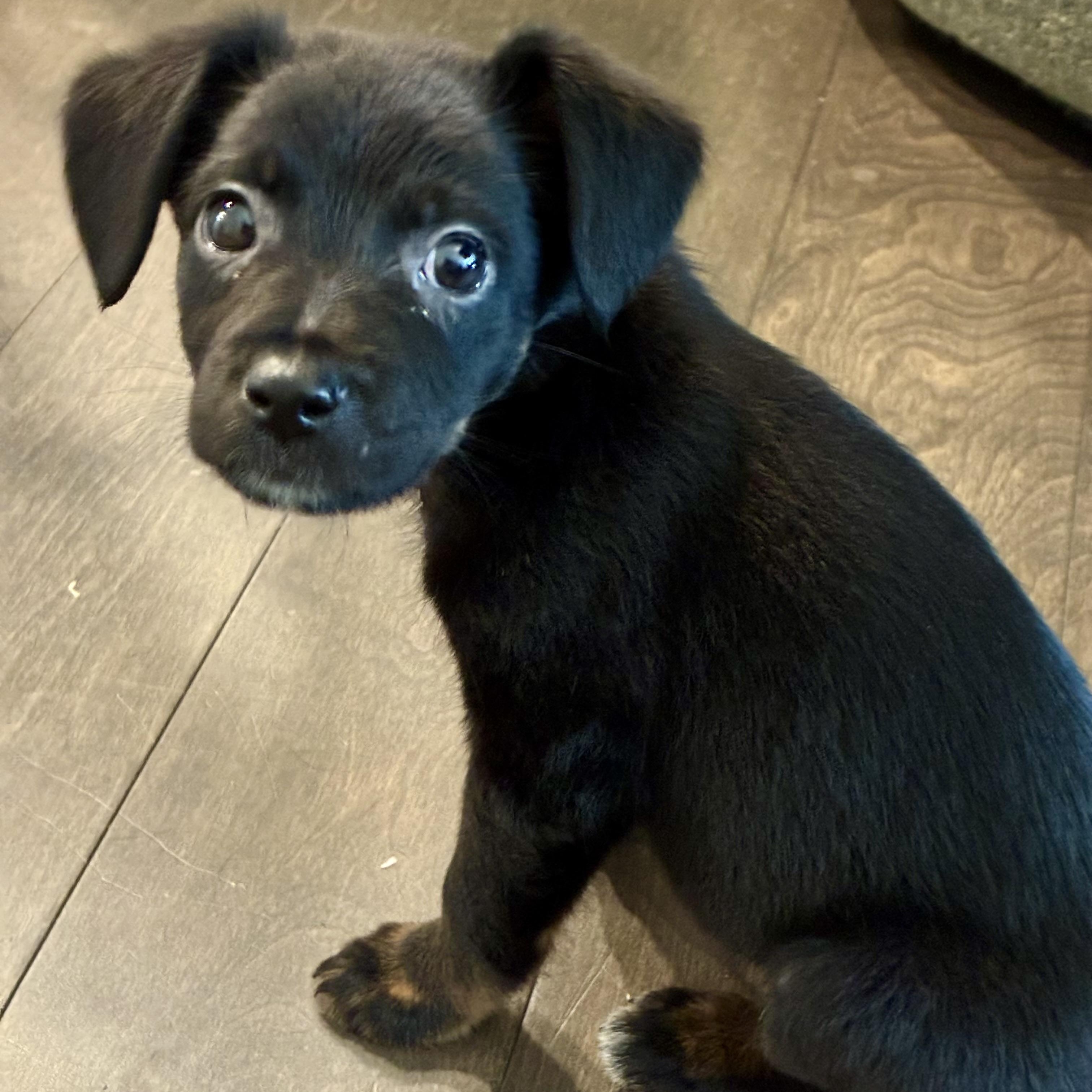 Enlarge Clove, a Adoptable mixed breed in Rock Hill, SC image 2/5