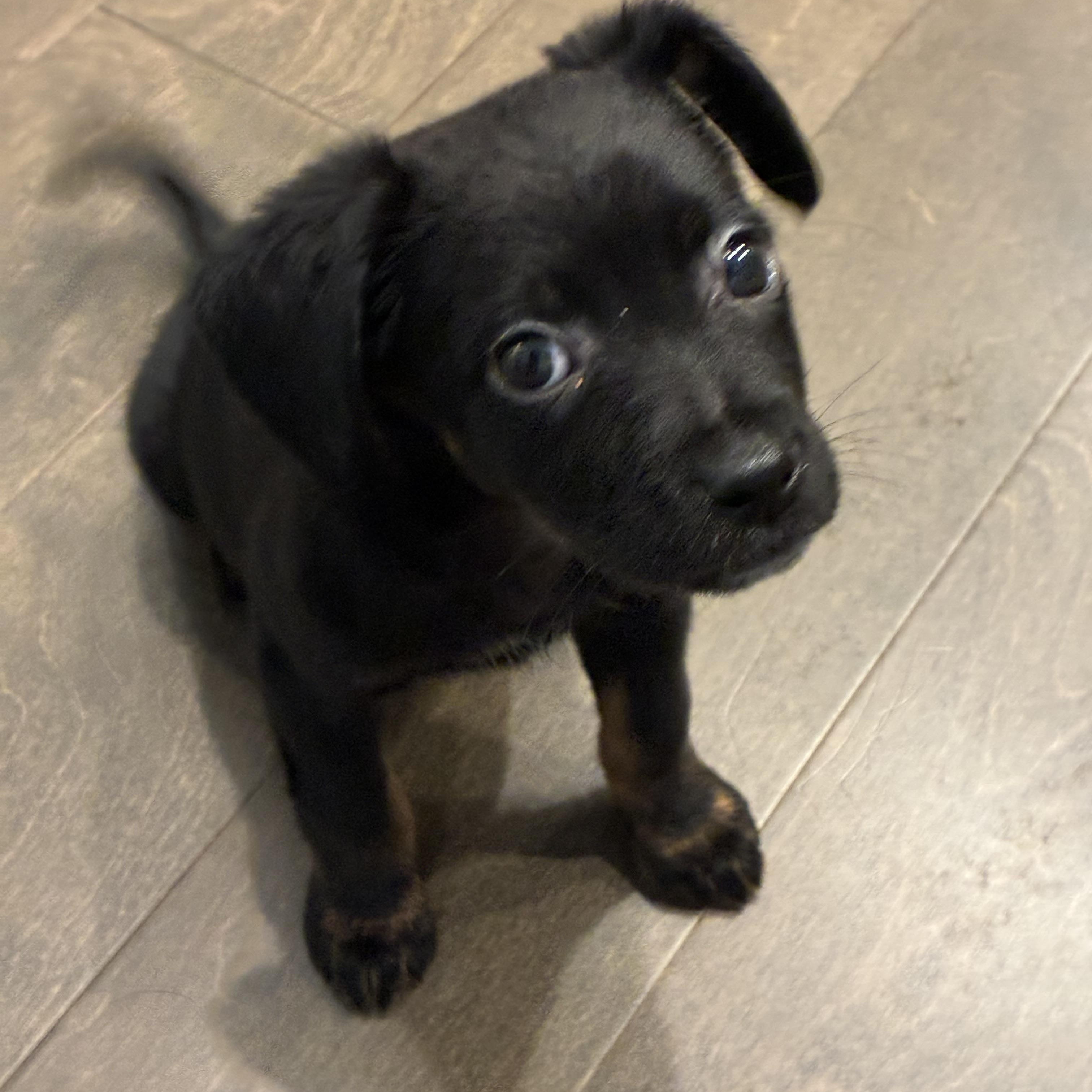 Enlarge Clove, a Adoptable mixed breed in Rock Hill, SC image 4/5